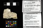 Foto (Objekt + Etiketten) von Cycloprosopon stenofrons (Schweitzer & Feldmann, 2010) 